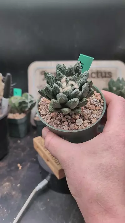 plant/p2 ariocarpus scapharostrus on graft 4" pot-0-thumbnail