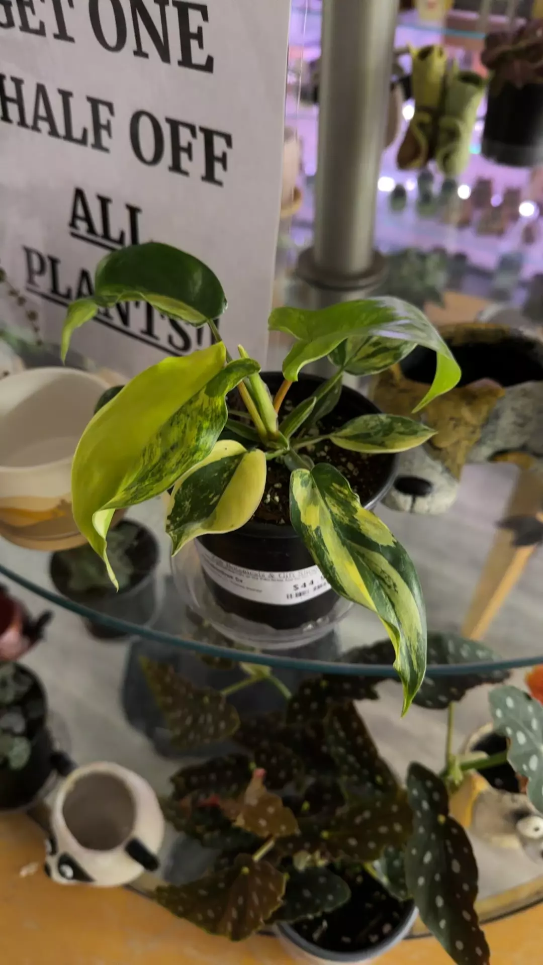 plant/Philodendron Florida Beauty-0