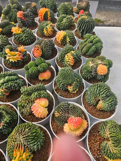 plant/Preview Pics Set 3 $350 each-3-thumbnail