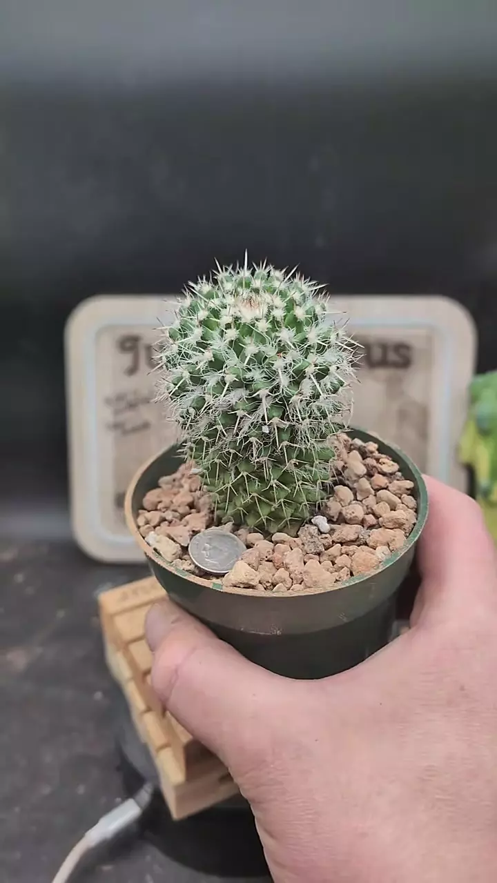 plant/p140 mammillaria parkinsonii 4" pot-0