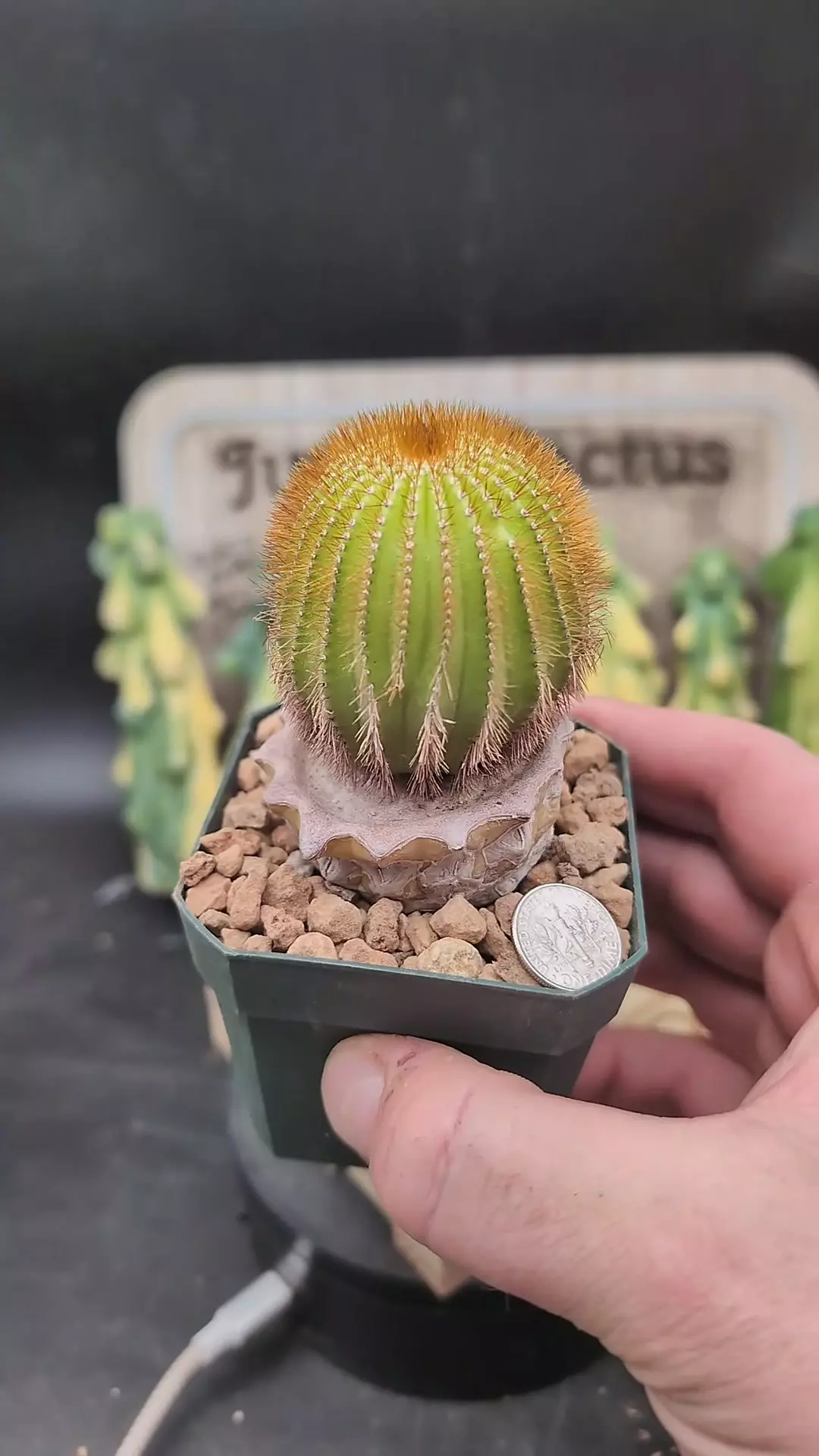 plant/p79 uebelmannia pectinifera var. eriocactoides on graft2.75"-0