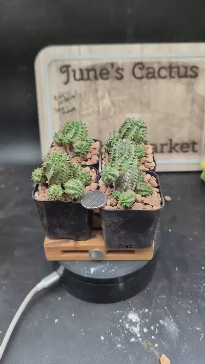 plant/p97 euphorbia suzannae 2" pots gc-0-thumbnail