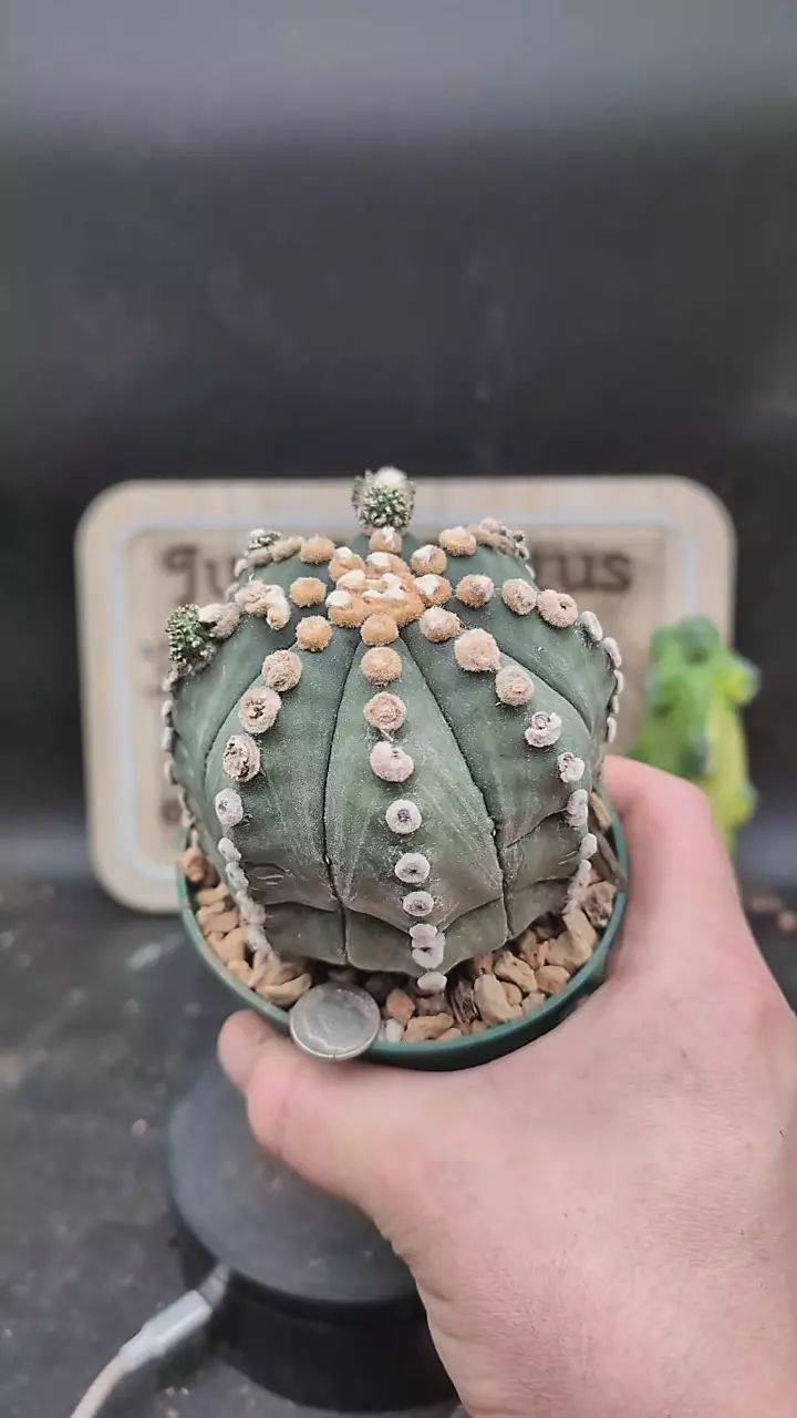 plant/p151 Astro asterias rensei ooibo 4" pot-0