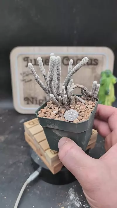 plant/p156 turbinicarpus krainzianus 2.75" pot-0-thumbnail