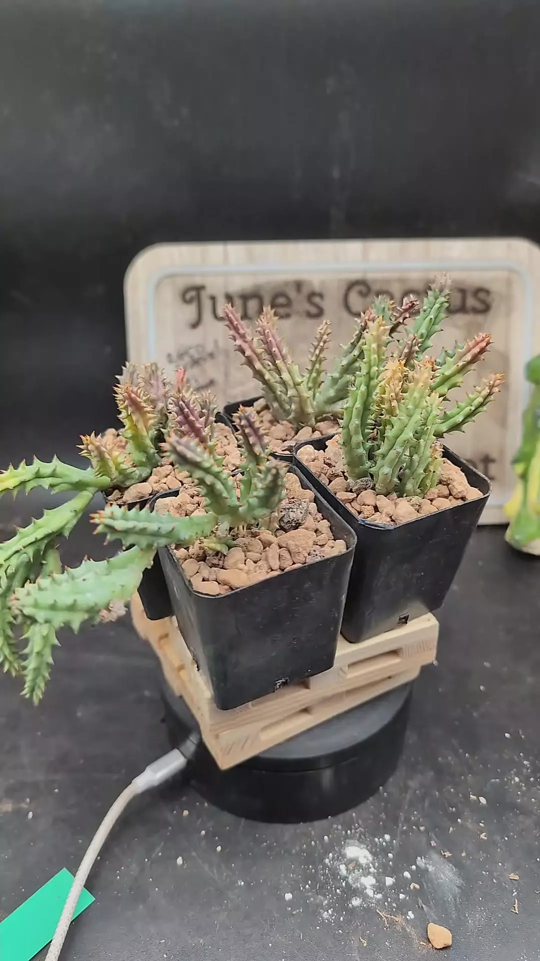 plant/p117 Edithcolea grandis, 2.25" pots gc-0