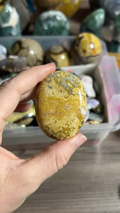 plant/OJ Palm-0-thumbnail