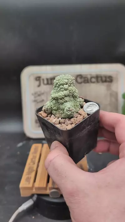 plant/p92 pseudolithos migi 2.25" pot-0-thumbnail