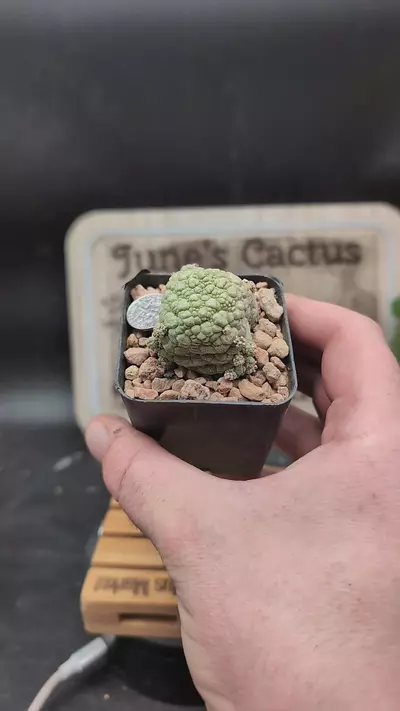 plant/p93 pseudolithos migi 2.25" pot-0-thumbnail
