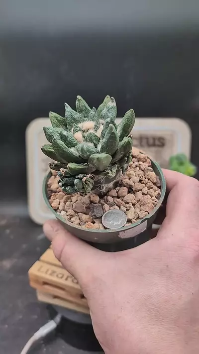 plant/p146 Ariocarpus scaphirostris low graft ,4" pot-0-thumbnail