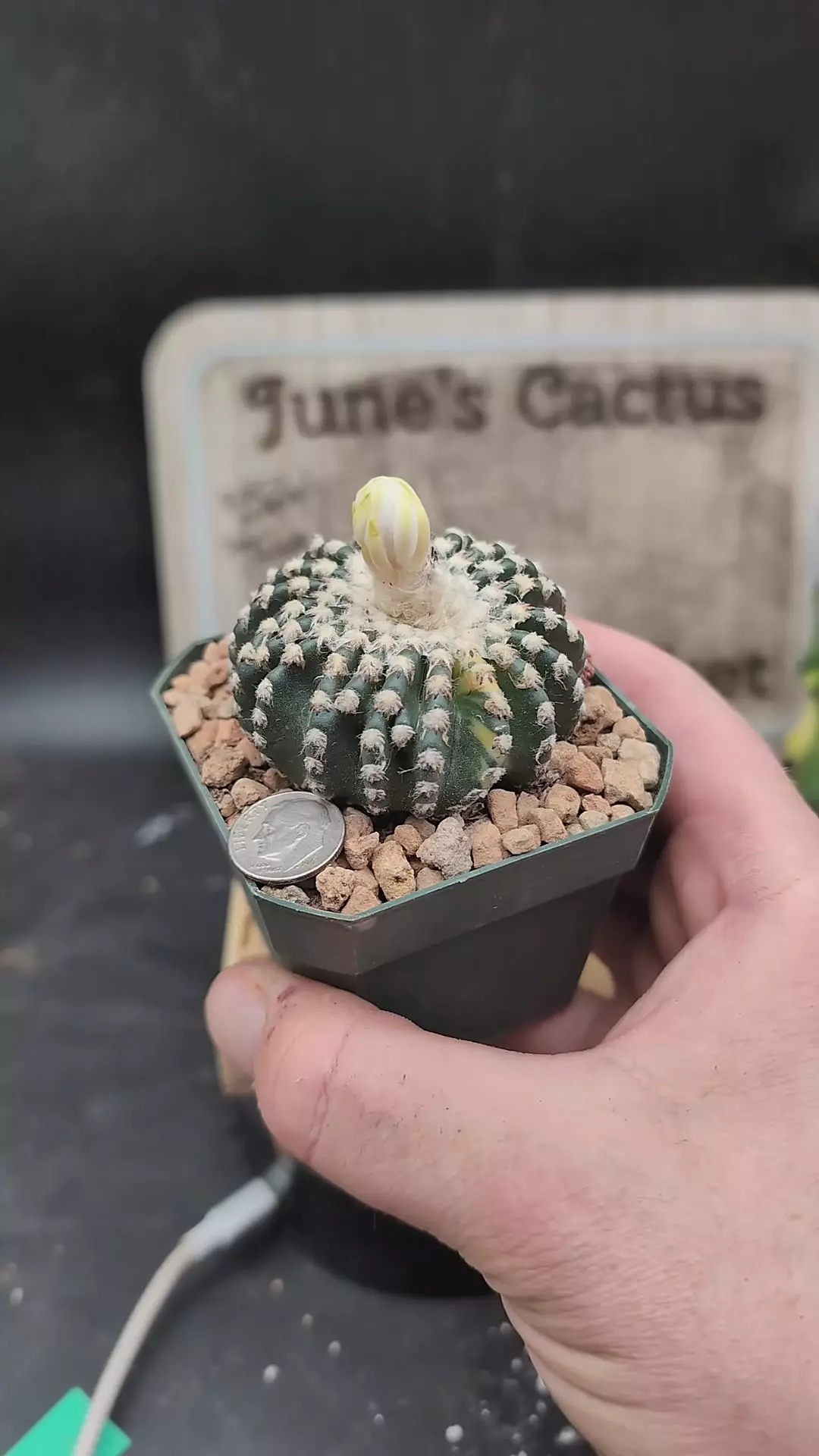 plant/p106 barely variegated Discocactus hortstii 2.75" pot-0