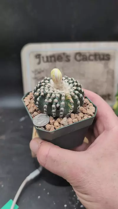 plant/p106 barely variegated Discocactus hortstii 2.75" pot-0-thumbnail