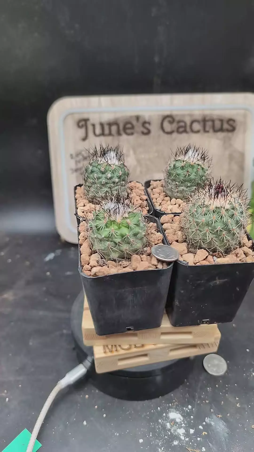 plant/p115 turbinicarpus viereckii 2.25" pots gc-0