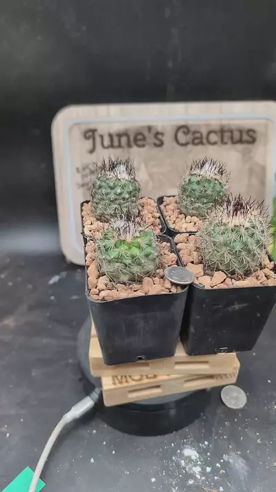 plant/p115 turbinicarpus viereckii 2.25" pots gc-0-thumbnail