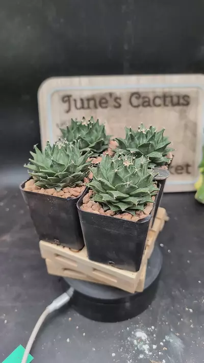 plant/p116 obregonia denegrii 2.25" pots gc-0-thumbnail