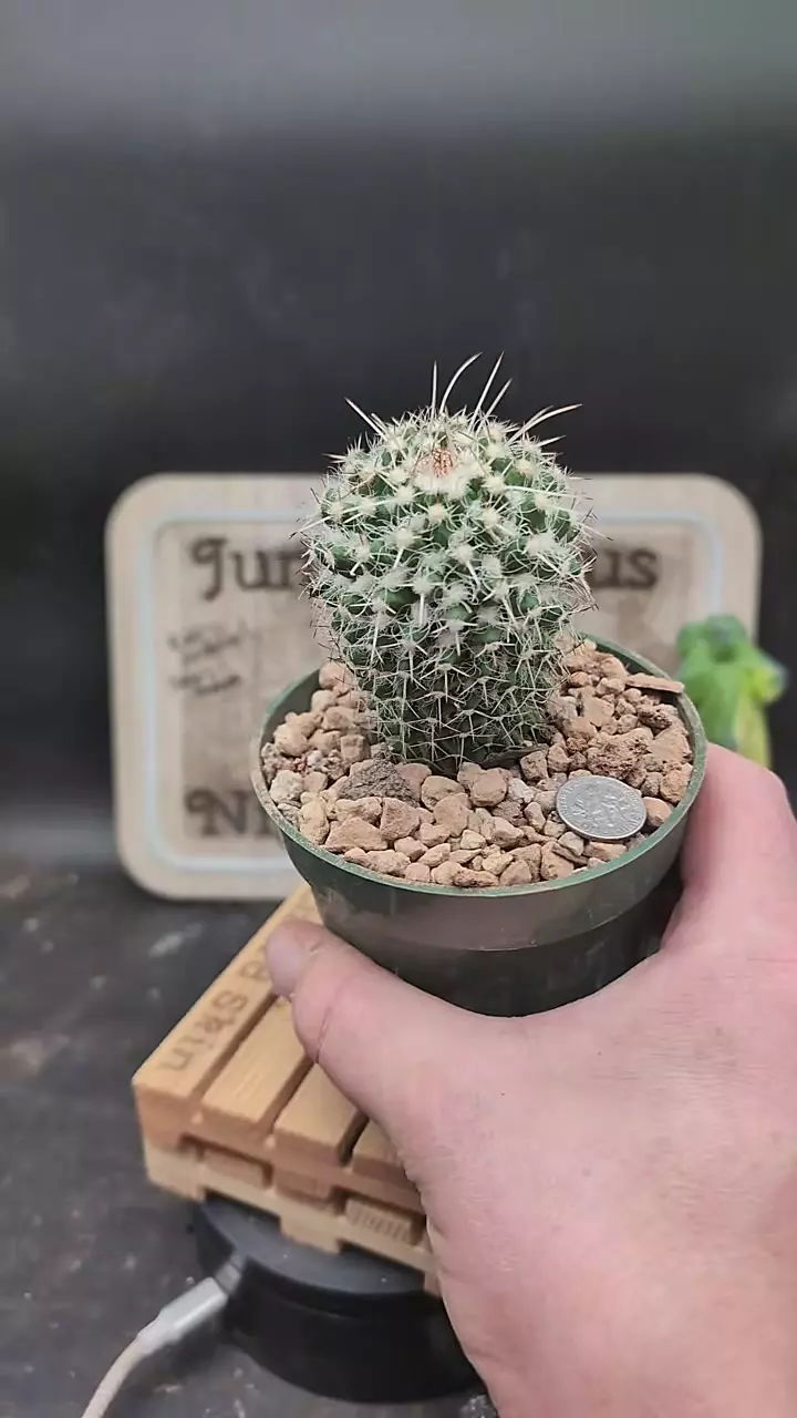 plant/p141 mammillaria parkinsonii, 4" pot-0