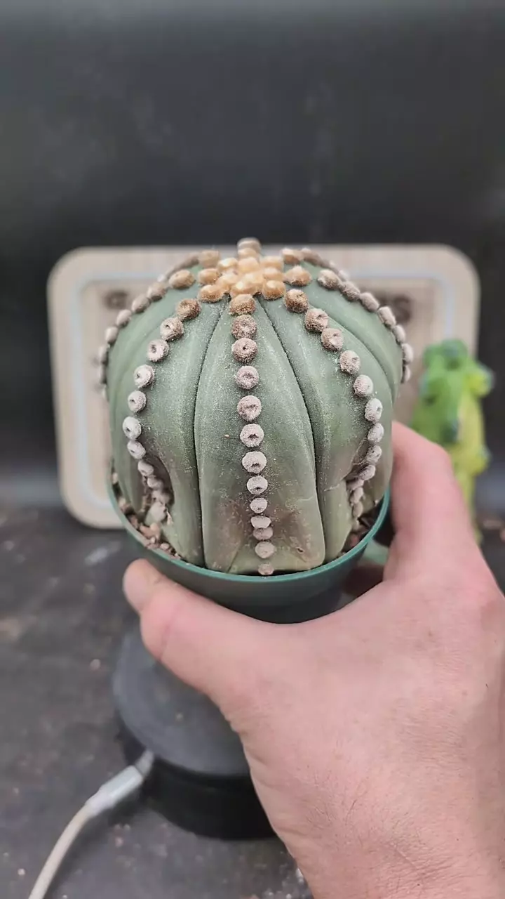 plant/p155 Astro asterias ooibo rensei, biggest, 4" pot-0