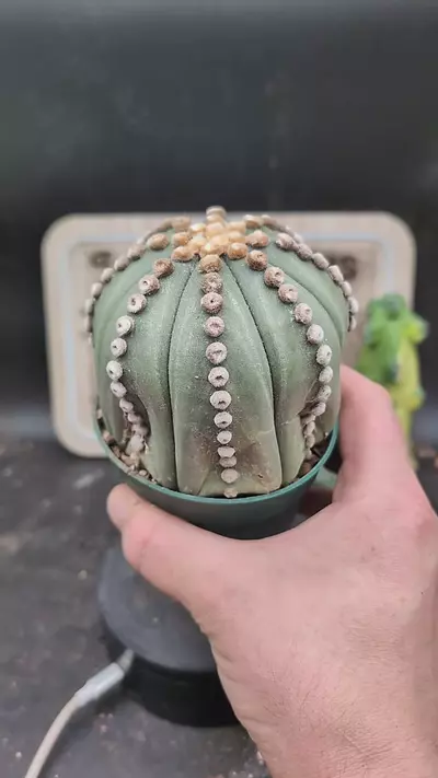 plant/p155 Astro asterias ooibo rensei, biggest, 4" pot-0-thumbnail