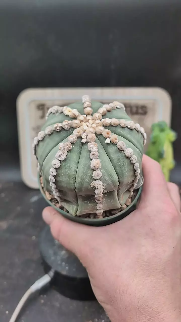 plant/p152 Astro asterias ooibo, old plant, 4" pot-0