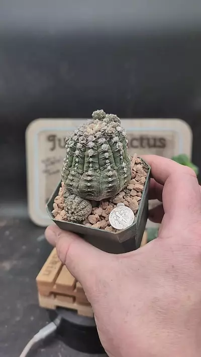 plant/p143 gymnocalycium ragonesei, 2.75" pot-0-thumbnail
