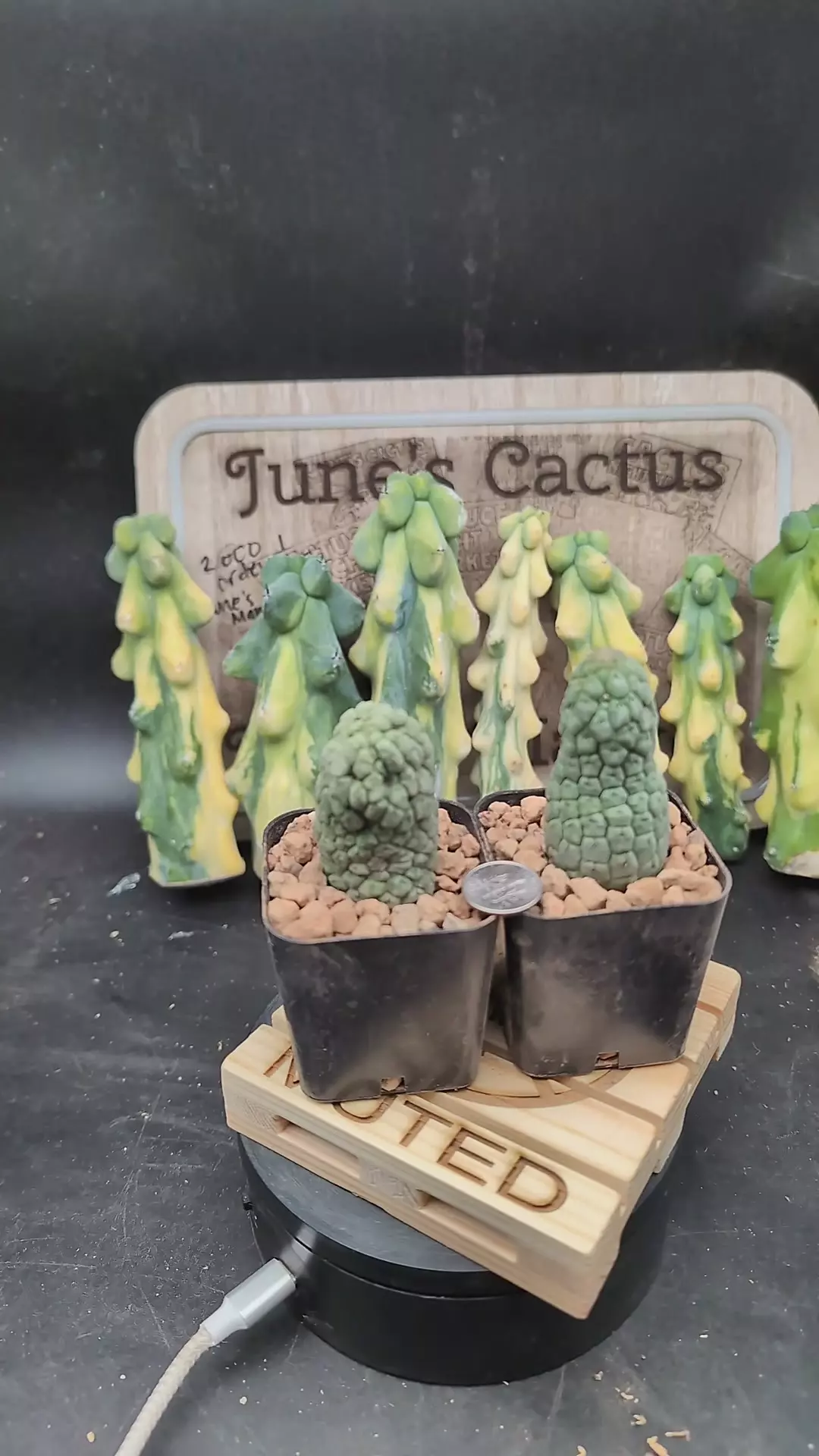 plant/p80 larryleachia cactiformis, 2" pots gc-0