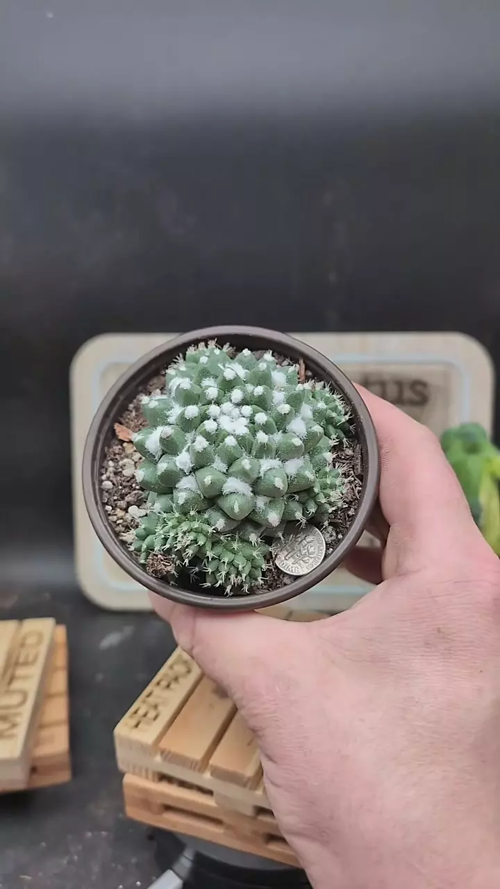 plant/p161 mammillaria erusamu 4" pot-0