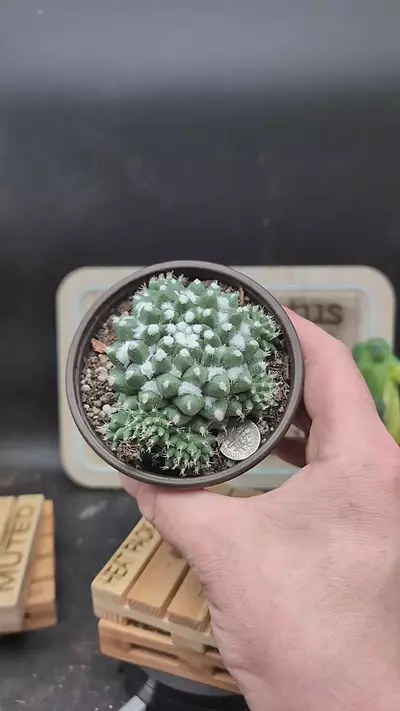 plant/p161 mammillaria erusamu 4" pot-0-thumbnail