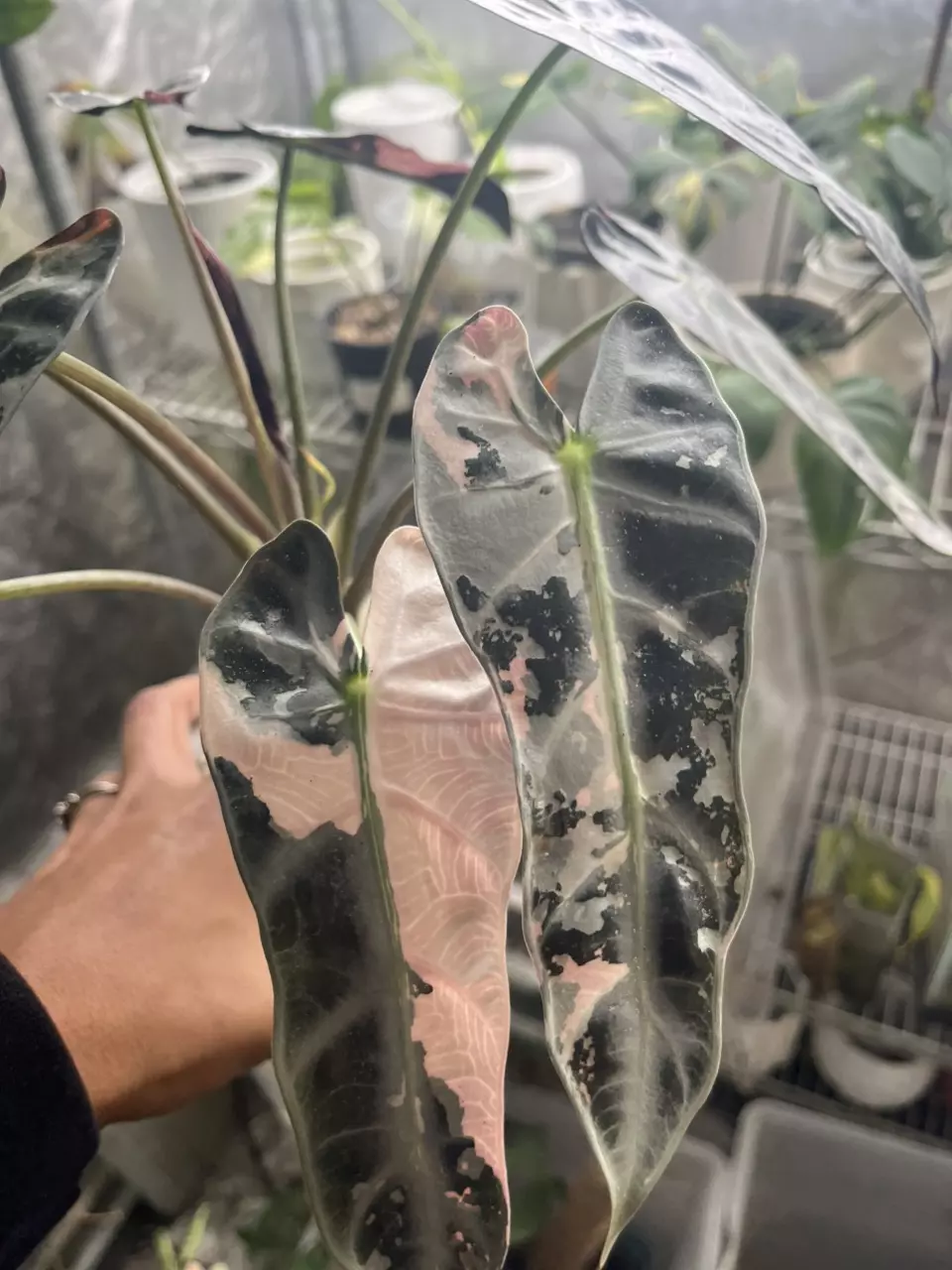 plant/Alocasia Pink Bambino Mother Plant-0