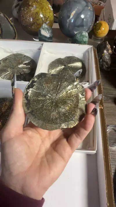 plant/Pyrite Sun from Sparta, IL-0-thumbnail