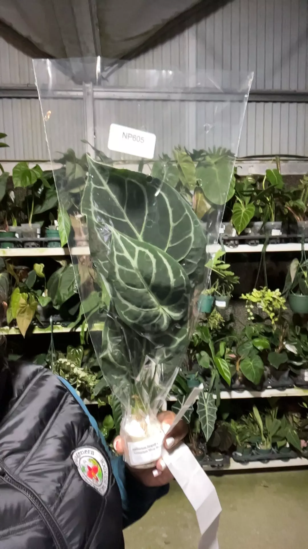 plant/np605 anth forgetii x silver blush-0