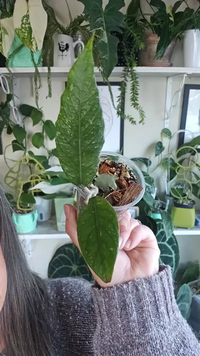 plant/aceh noid-0-thumbnail