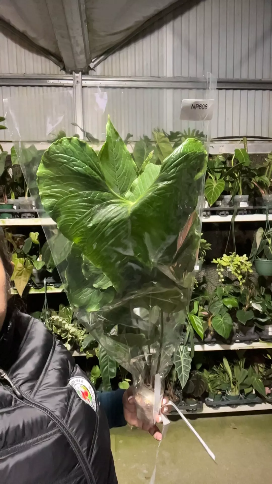 plant/np608 snth insigne cf-0