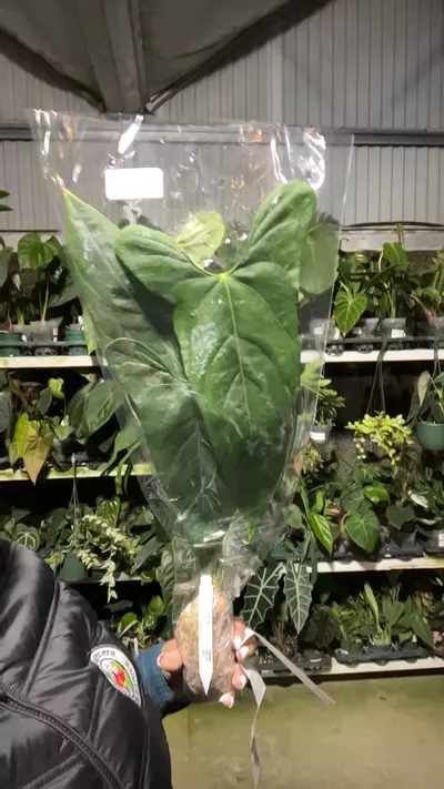 plant/np607 anth Dr kiat tan-0-thumbnail