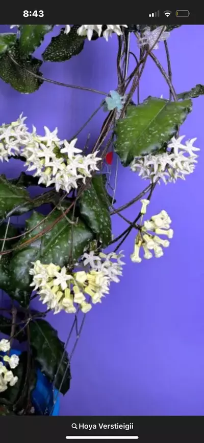 plant/Hoya Verstieigii-1-thumbnail