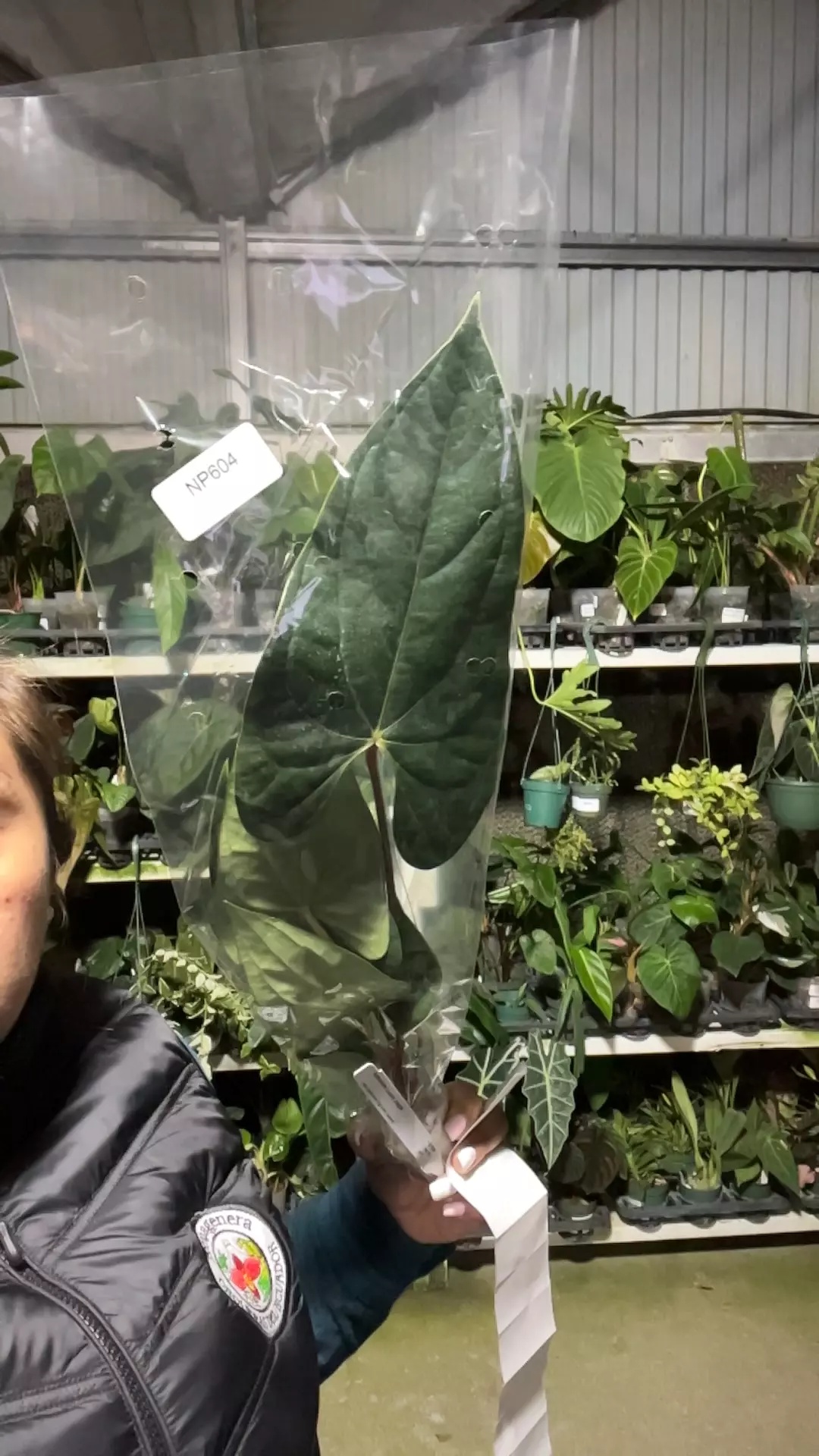 plant/np604 anth luxury jungle-0