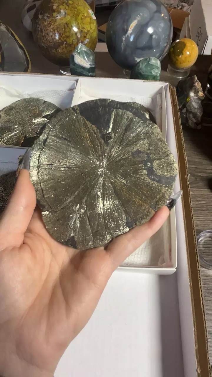 plant/Pyrite Sun from Sparta, IL-0