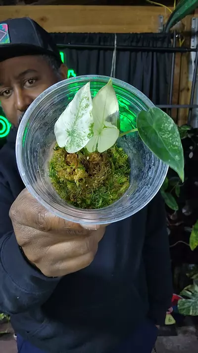 plant/alocasia regal shields mint-0-thumbnail