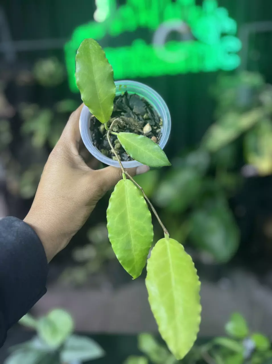 plant/Hoya Verstieigii-0