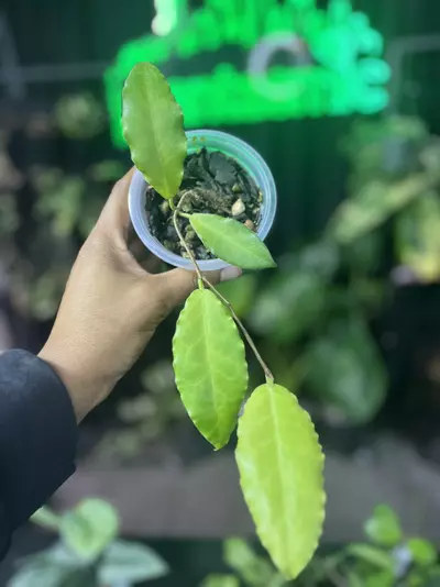 plant/Hoya Verstieigii-0-thumbnail