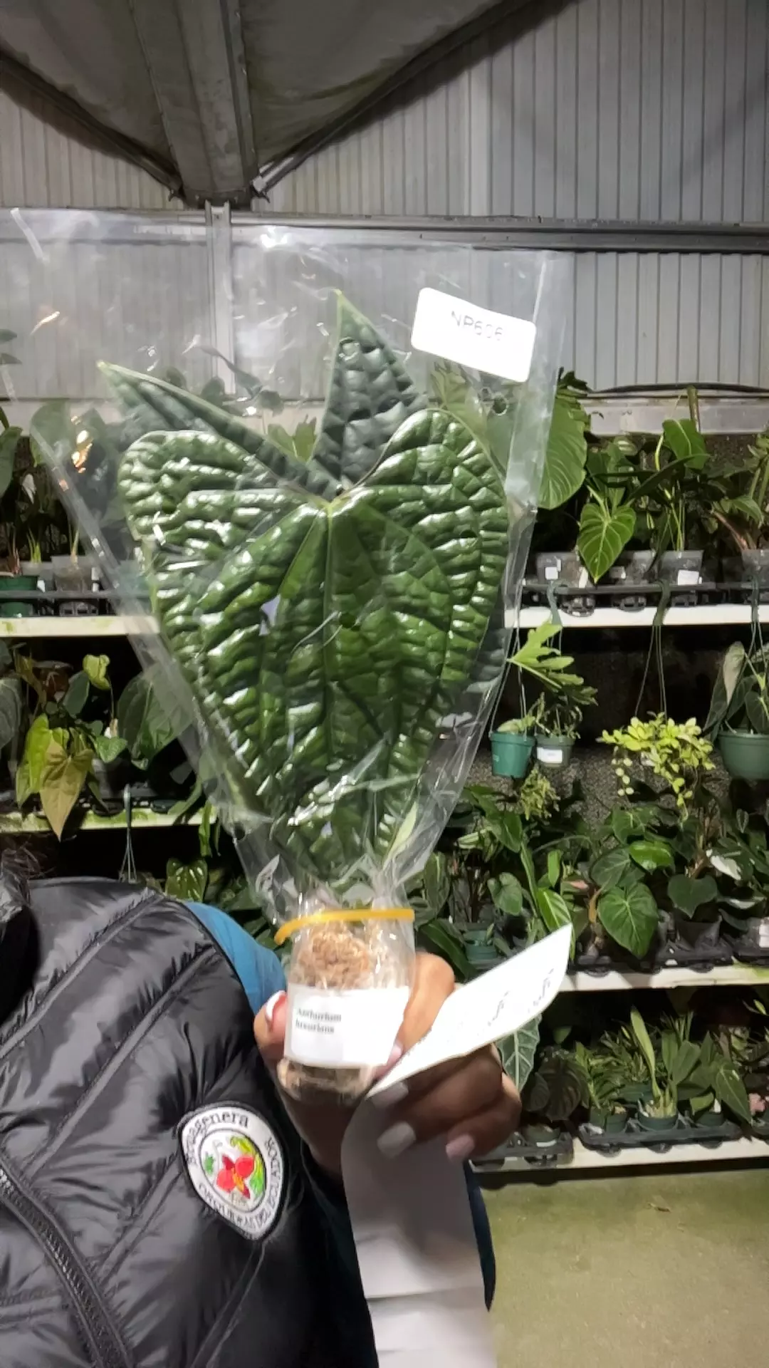 plant/np606 anth luxurians s-0