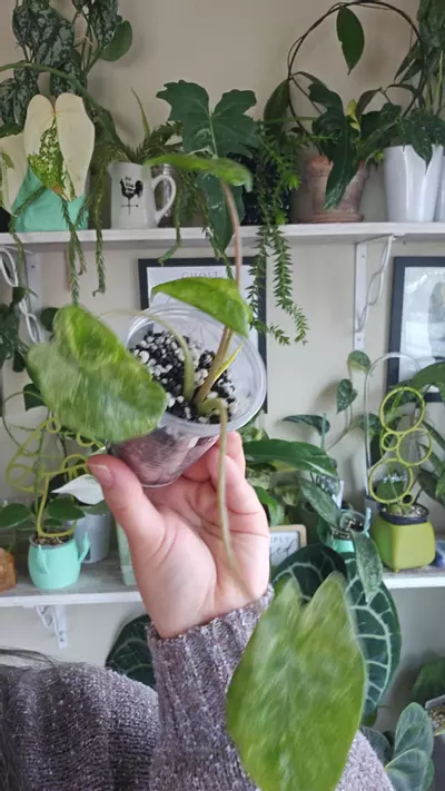 plant/odora batik-0-thumbnail