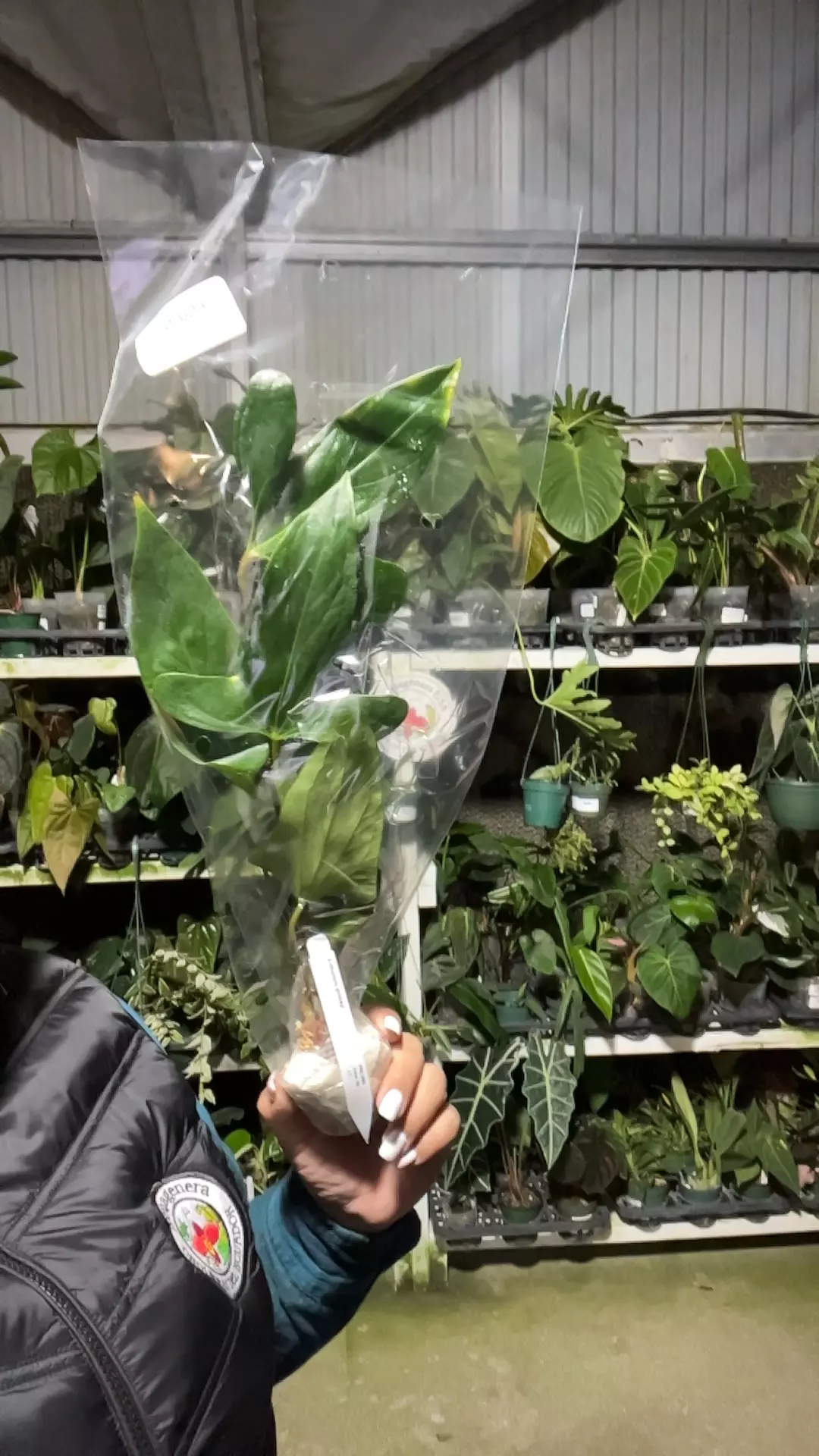 plant/np603 anth pinkleyi-0