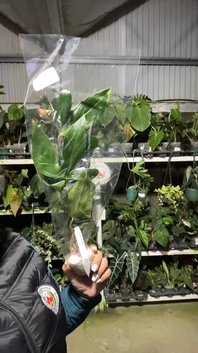 plant/np603 anth pinkleyi-0-thumbnail