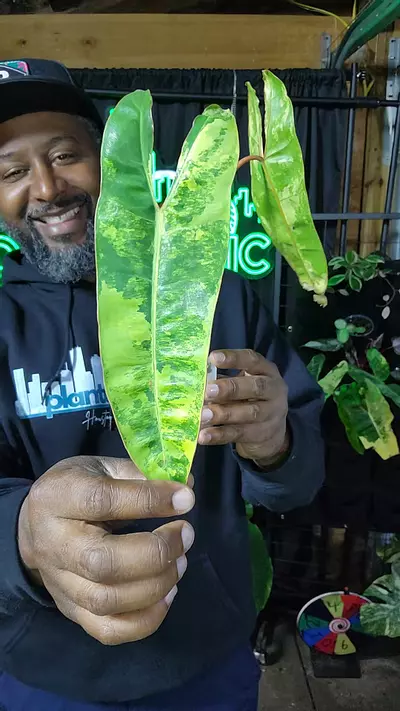 plant/Billie variagated-0-thumbnail