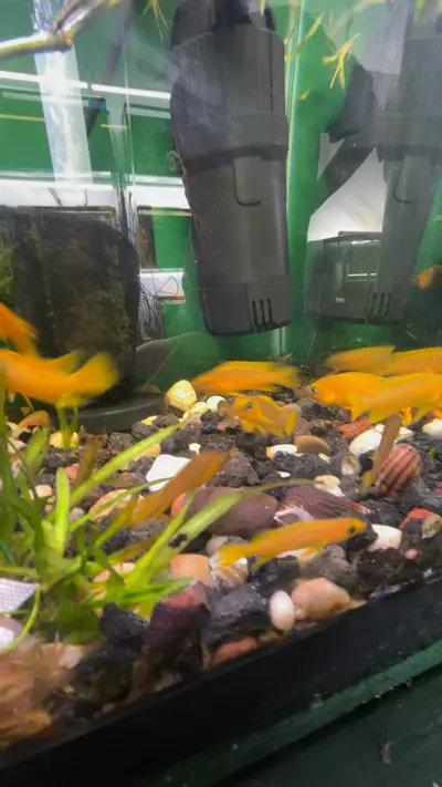 plant/Med Lelupi-0-thumbnail