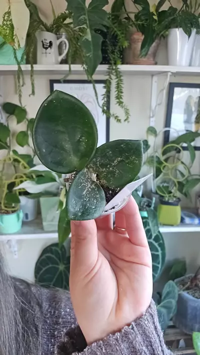 plant/hoya chelsea-0-thumbnail