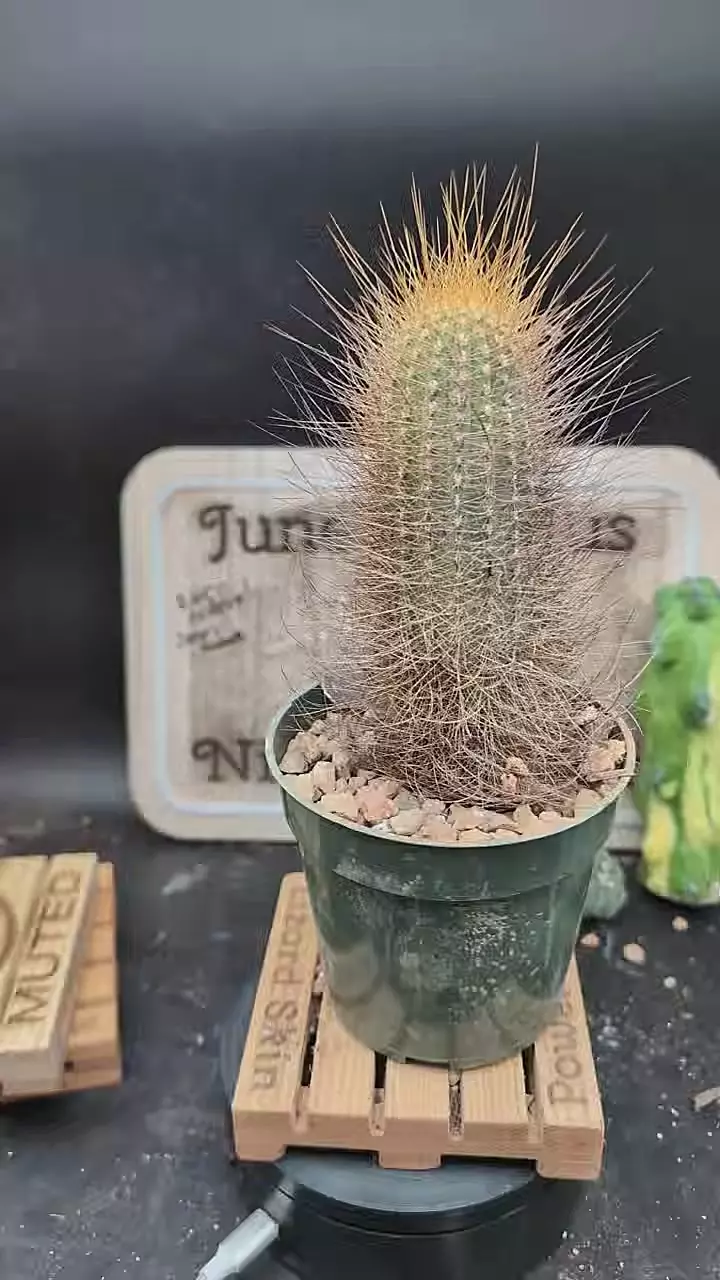 plant/p165 Micranthocereus auriazureus, 6"+ tall. rare cactus-0