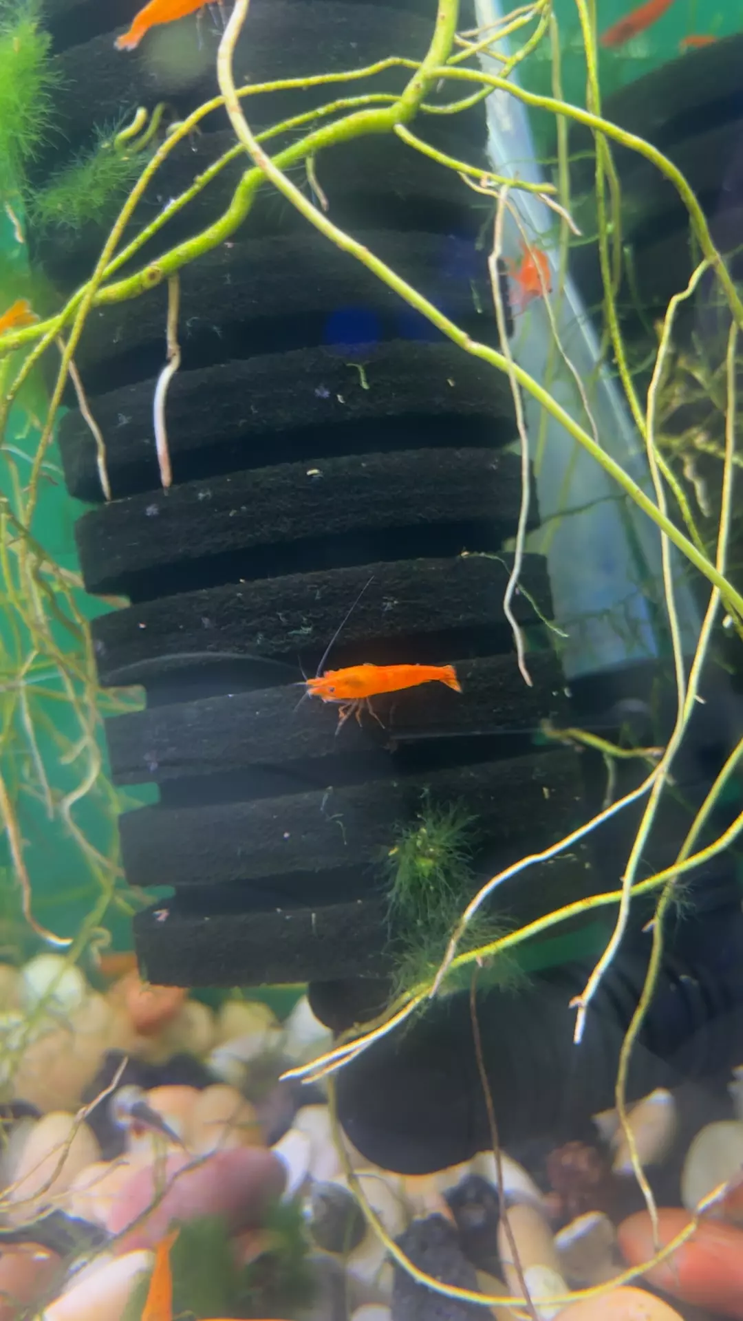plant/3x Bloody Orange Shrimp-0