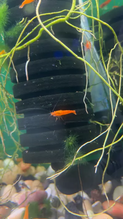 plant/3x Bloody Orange Shrimp-0-thumbnail