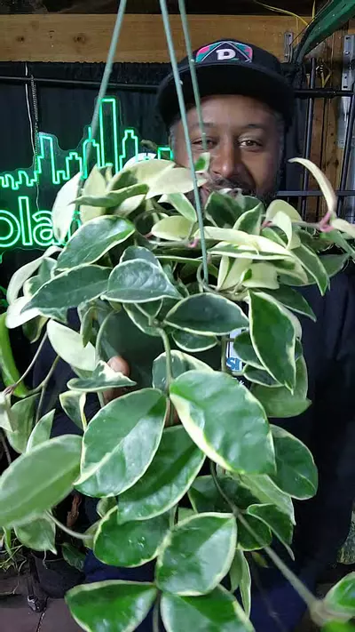 plant/hoya krimson queen basket 6 inch-0-thumbnail