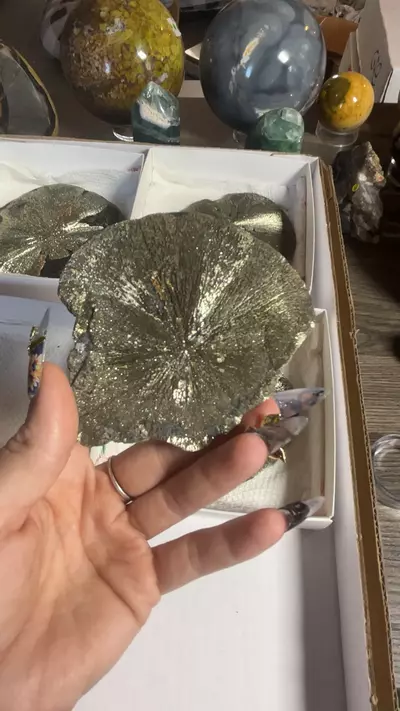 plant/Pyrite Sun from Sparta, IL-0-thumbnail